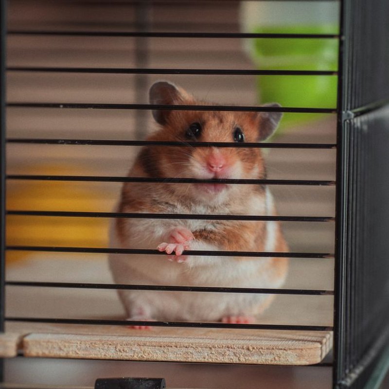 Hamster - photo galerie 3