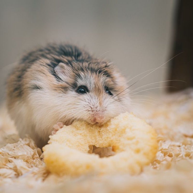 Hamster - photo galerie 1