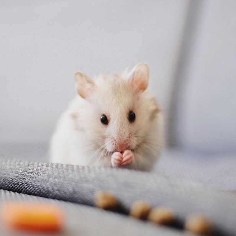 Hamster - photo galerie 4