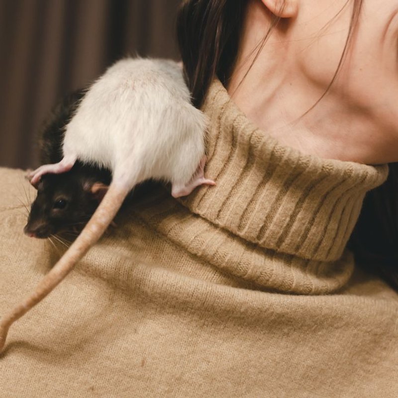 Rat - photo galerie 4