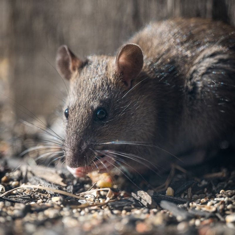 Rat - photo galerie 1