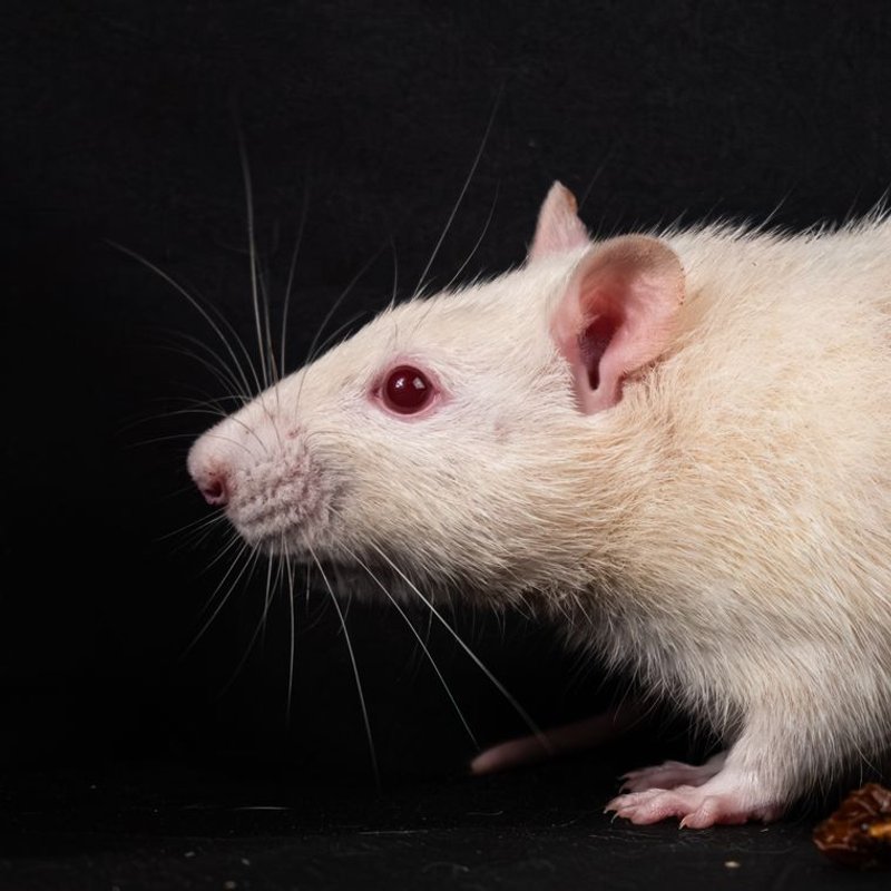 Rat - photo galerie 3