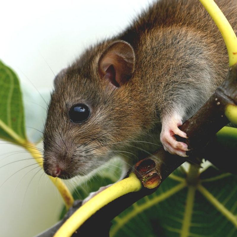 Rat - photo galerie 2