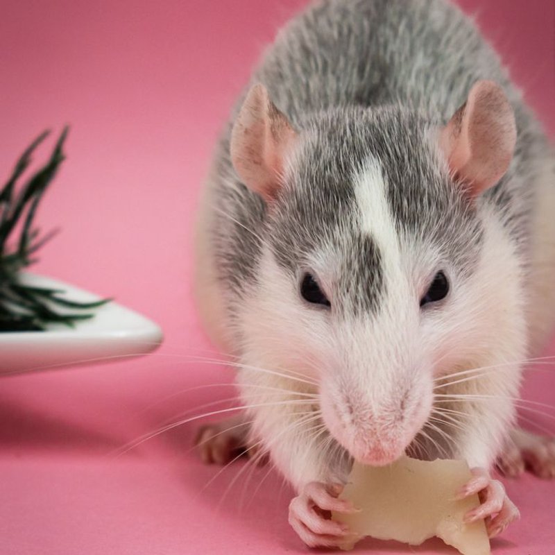 Souris - photo galerie 1