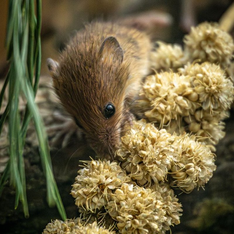 Souris - photo galerie 2