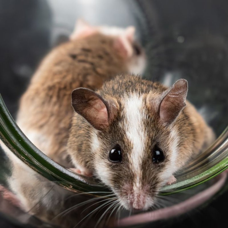 Souris - photo galerie 4