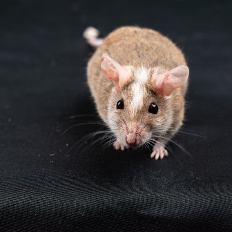 Souris - photo galerie 3