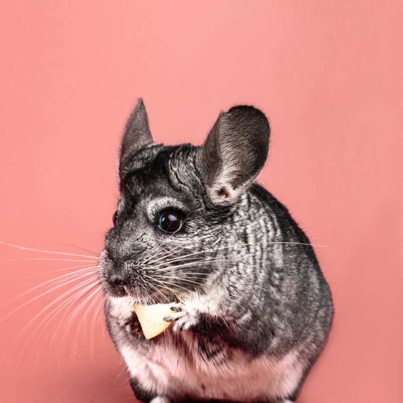 Chinchilla - photo galerie 4