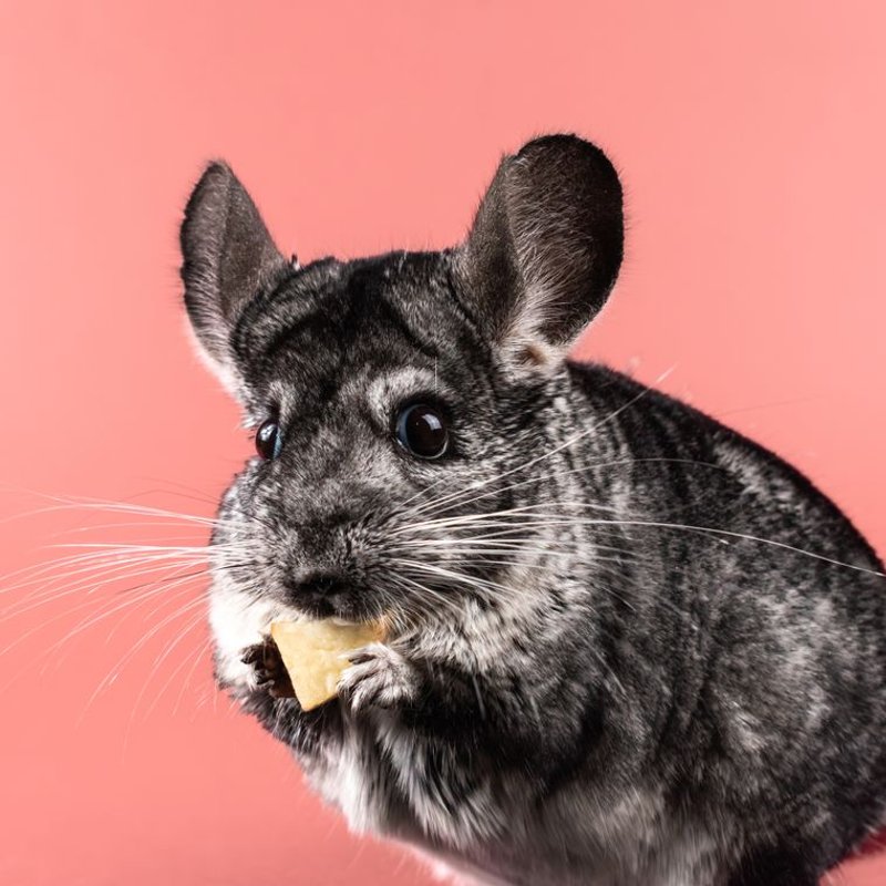 Chinchilla - photo galerie 2