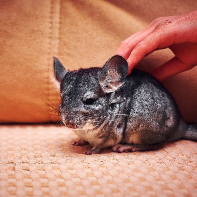 Chinchilla - photo galerie 1