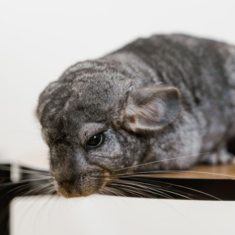 Chinchilla - photo galerie 3