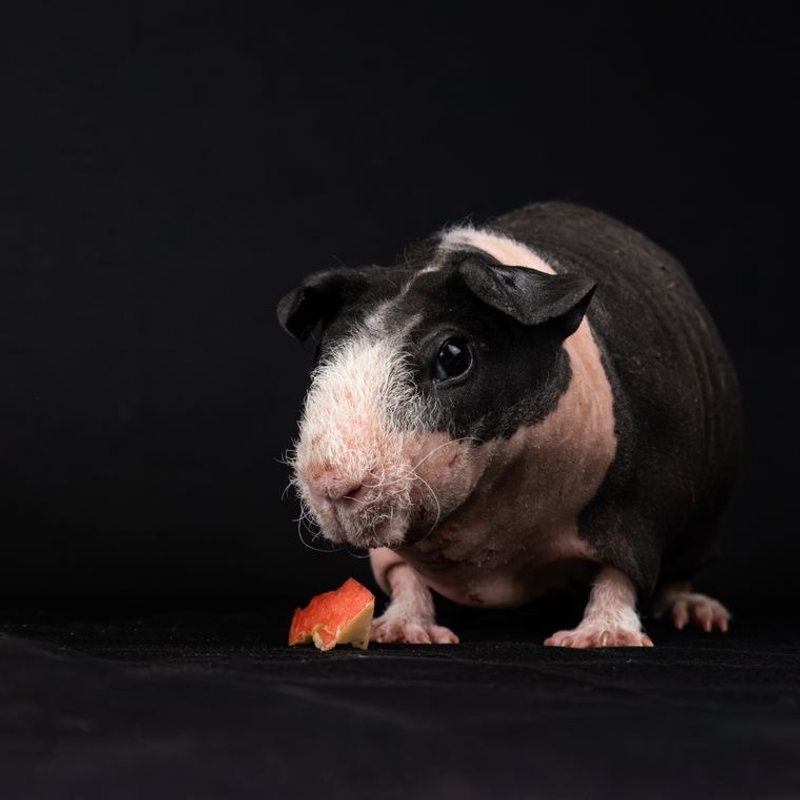 Cochon d'Inde - photo galerie 3
