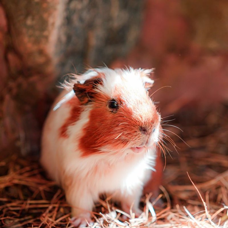 Cochon d'Inde - photo galerie 4