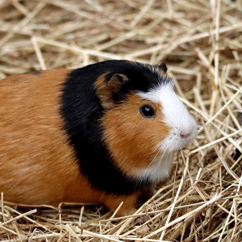 Cochon d'Inde - photo galerie 1