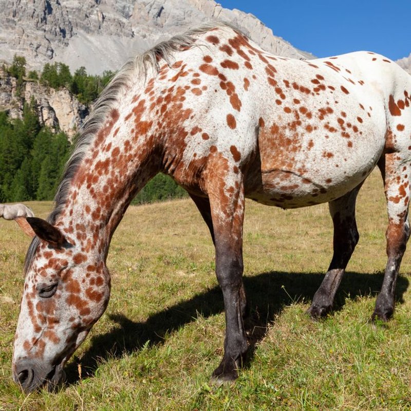 Appaloosa - photo galerie 1