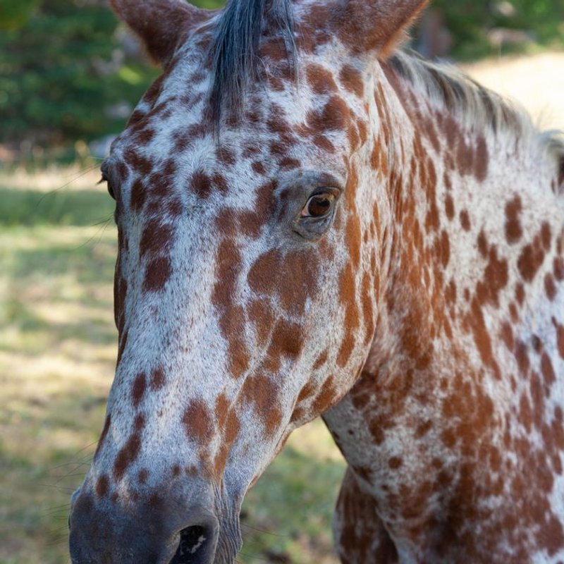 Appaloosa - photo galerie 2