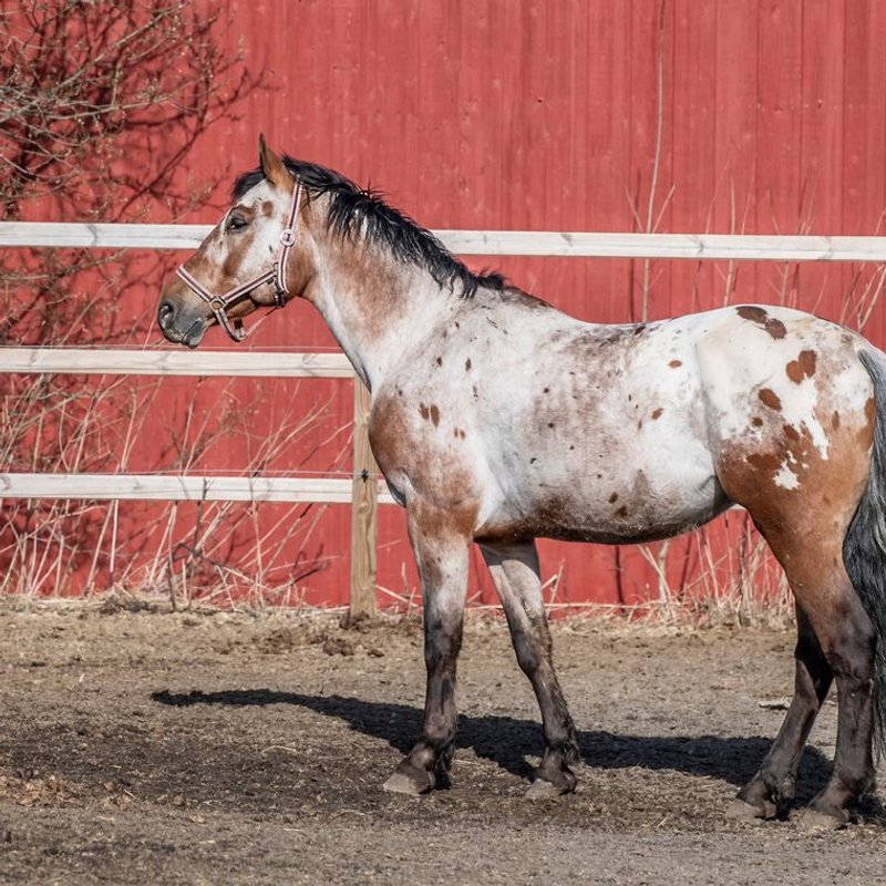 Appaloosa - photo galerie 3