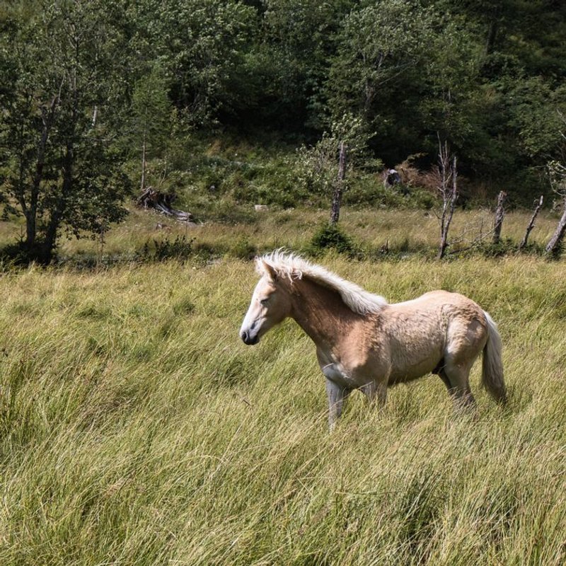 Haflinger - photo galerie 1
