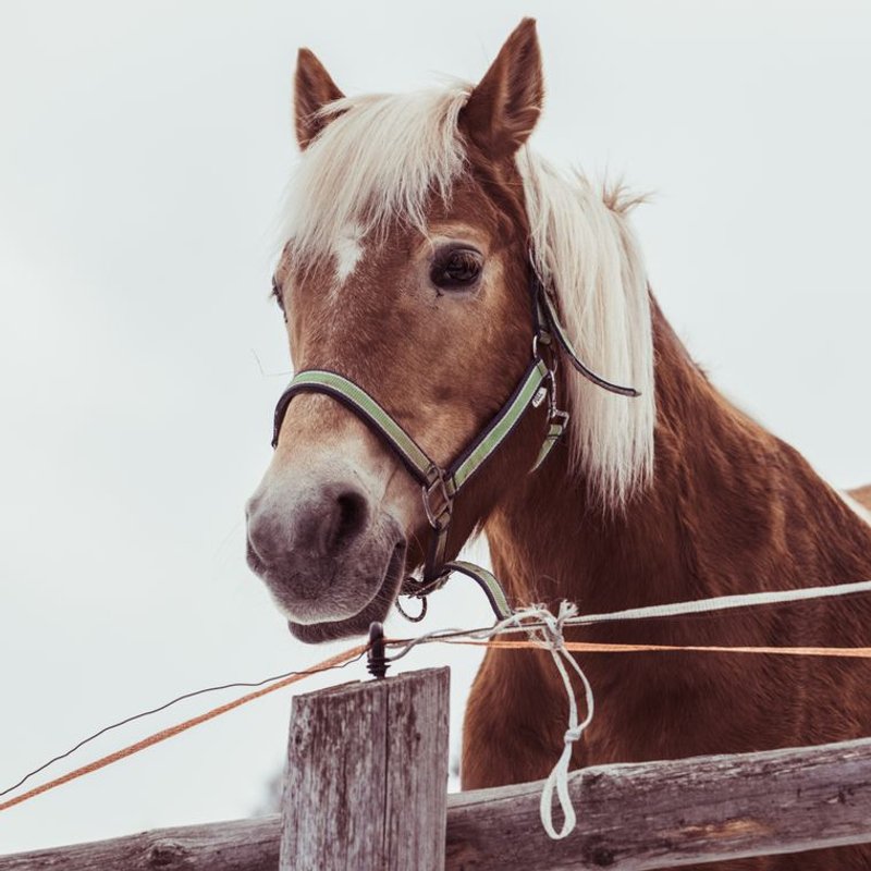 Haflinger - photo galerie 2