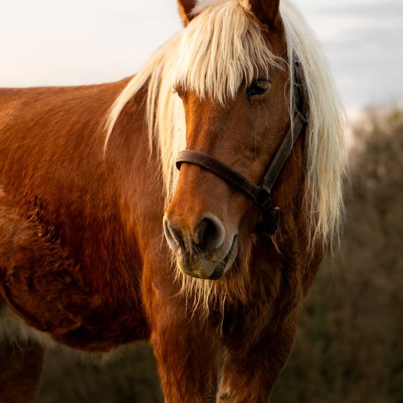 Haflinger - photo galerie 3