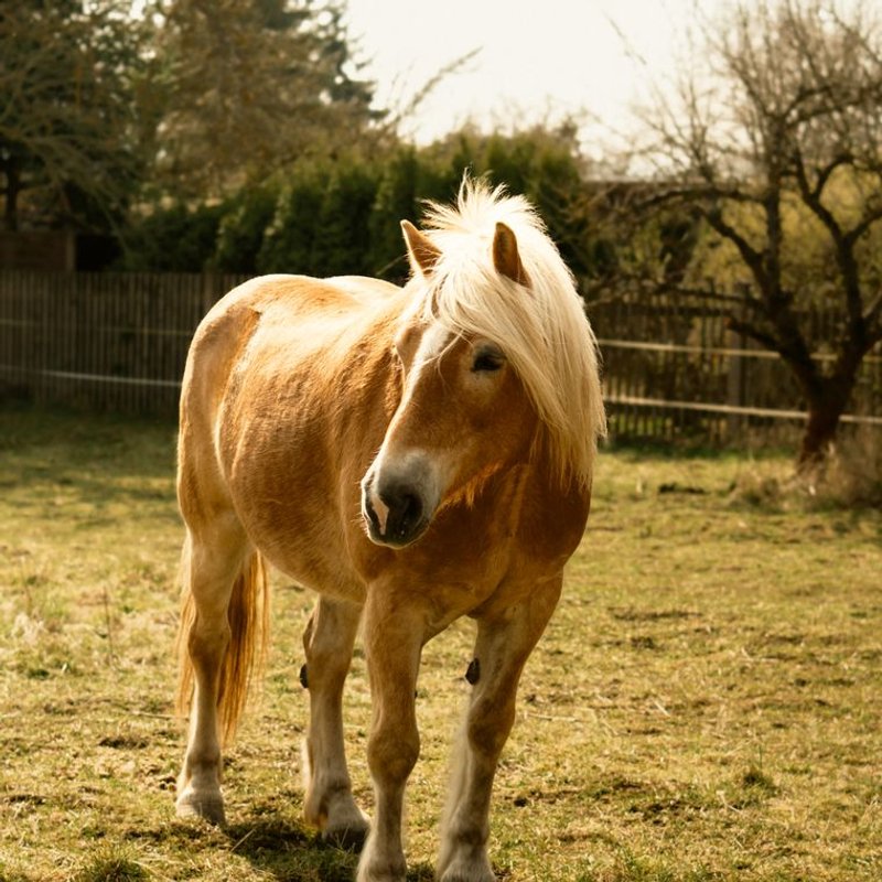 Haflinger - photo galerie 4