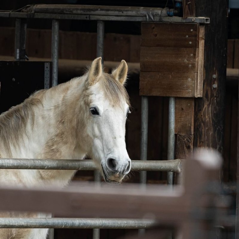 Lipizzan - photo galerie 4