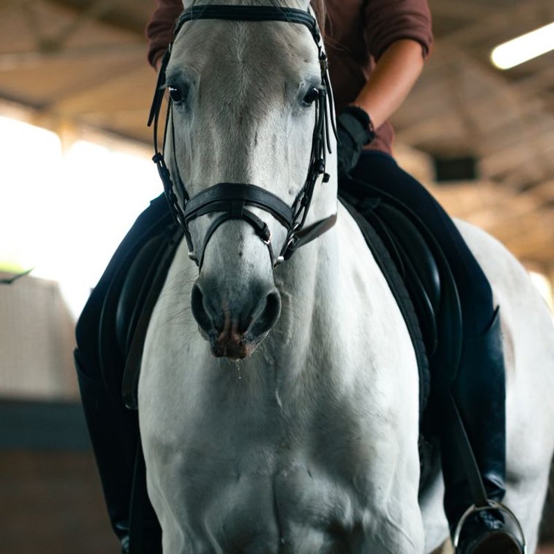 Lipizzan - photo galerie 3