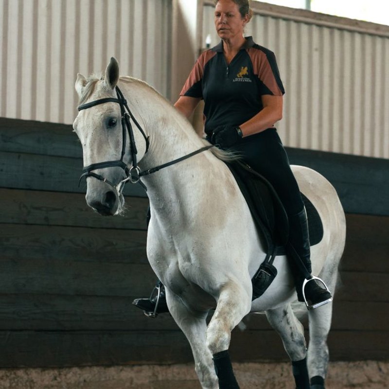 Lipizzan - photo galerie 2