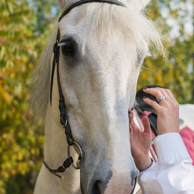 Lipizzan - photo galerie 1