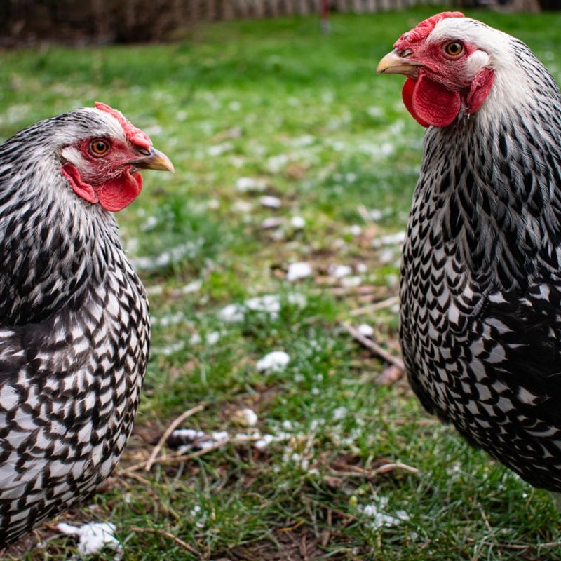 Poule Wyandotte - photo galerie 2