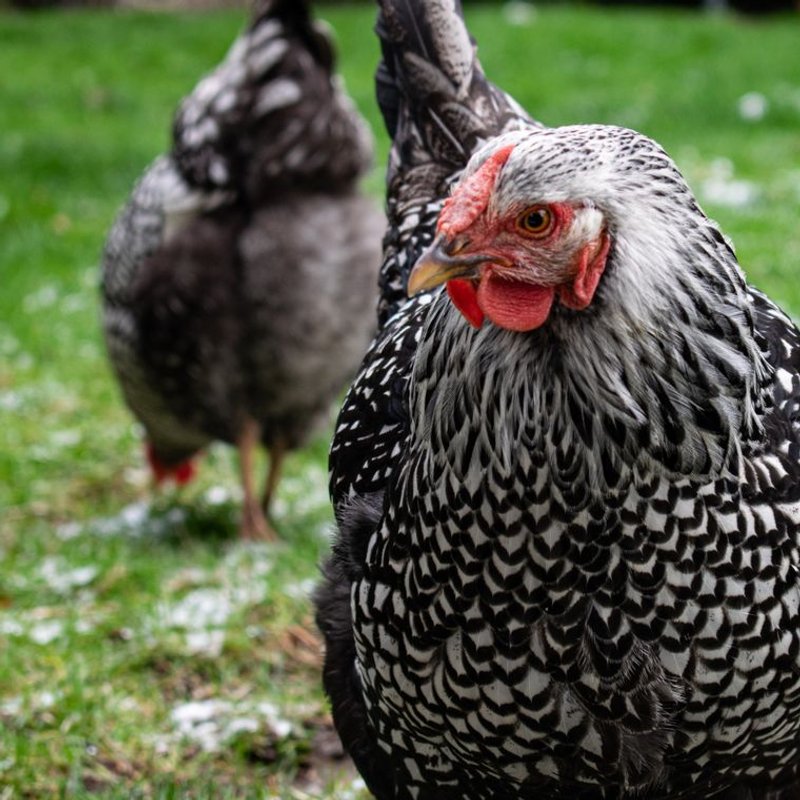 Poule Wyandotte - photo galerie 3