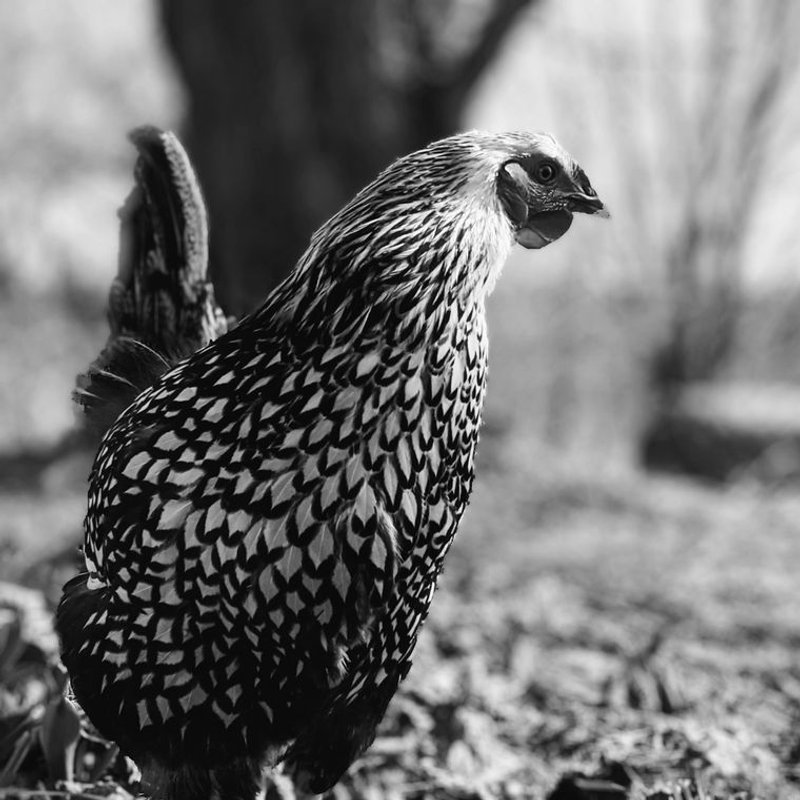 Poule Wyandotte - photo galerie 4
