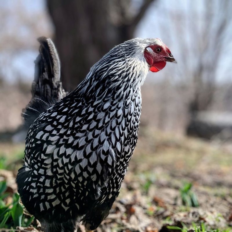Poule Wyandotte - photo galerie 1