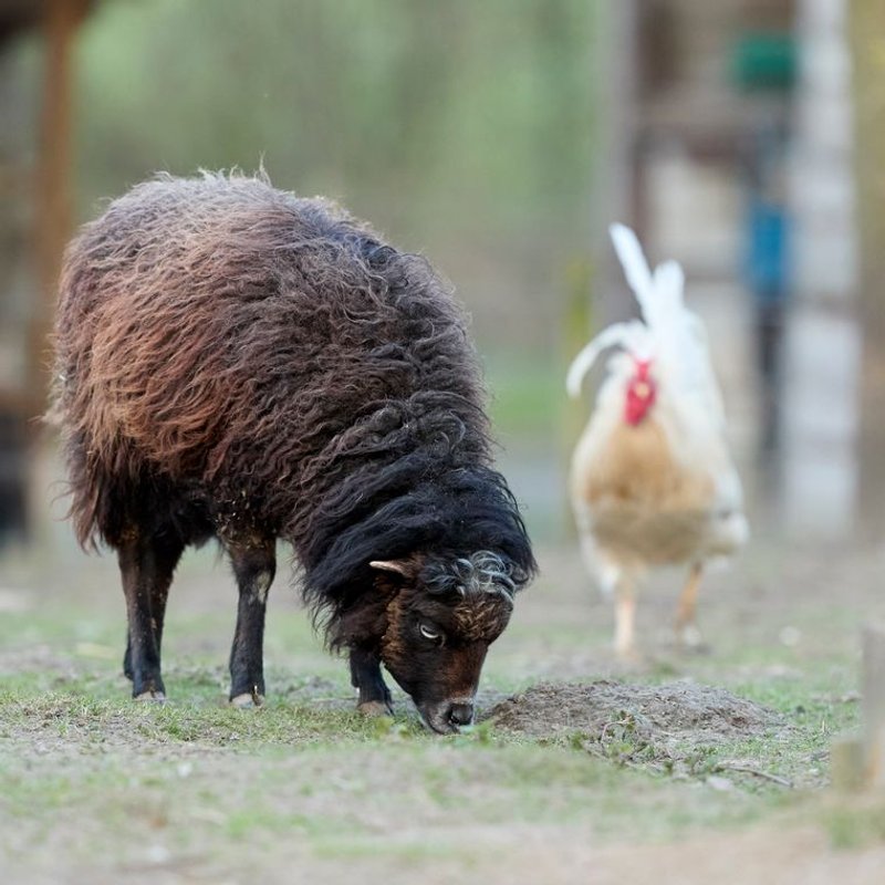Mouton d'Ouessant - photo galerie 4