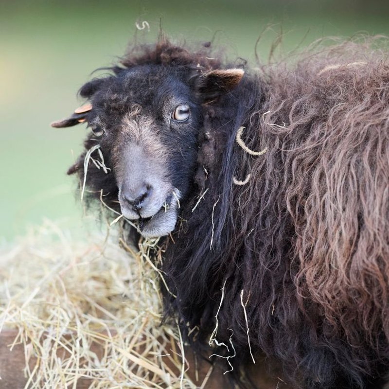 Mouton d'Ouessant - photo galerie 1