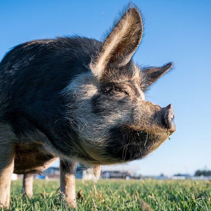 Kunekune - photo galerie 3