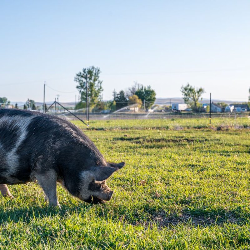 Kunekune - photo galerie 4