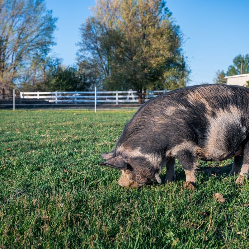 Kunekune - photo galerie 2