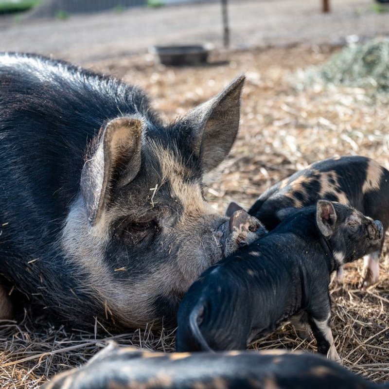 Kunekune - photo galerie 1