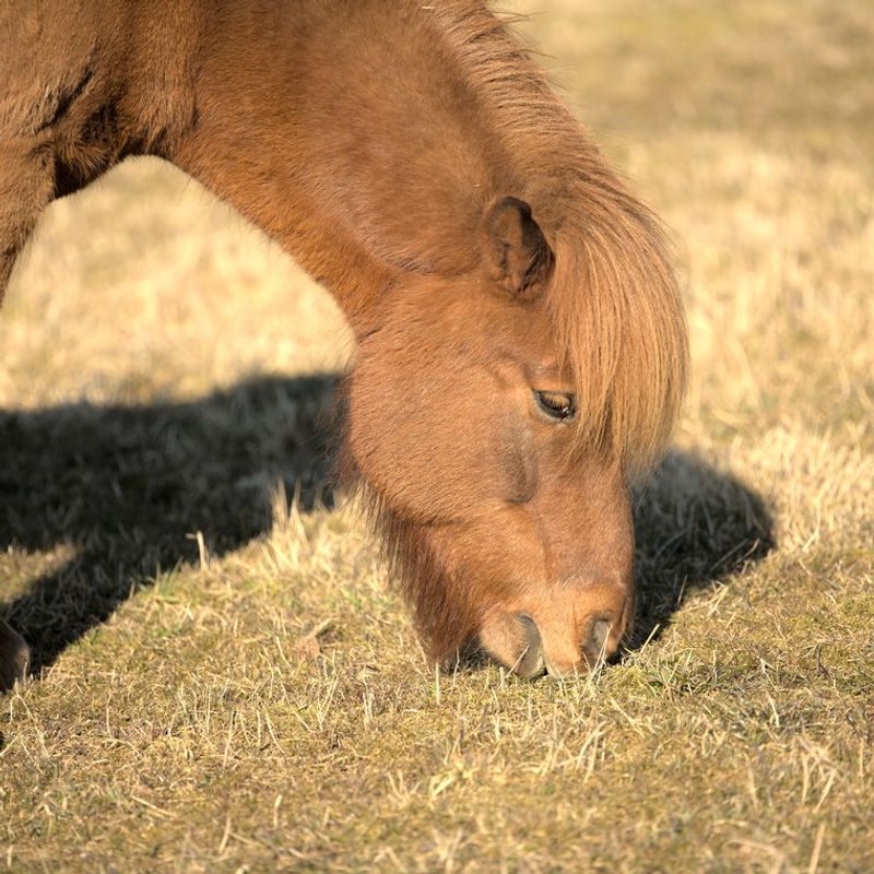 Poney Shetland - photo galerie 3