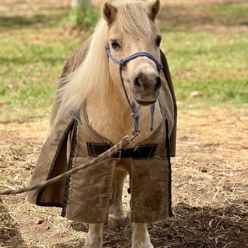 Poney Shetland - photo galerie 1