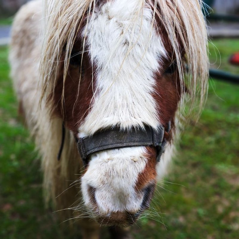 Poney Shetland - photo galerie 4