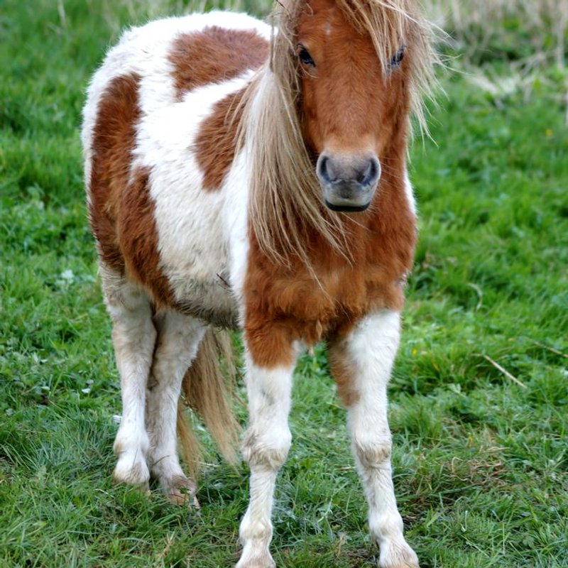 Poney Shetland - photo galerie 2