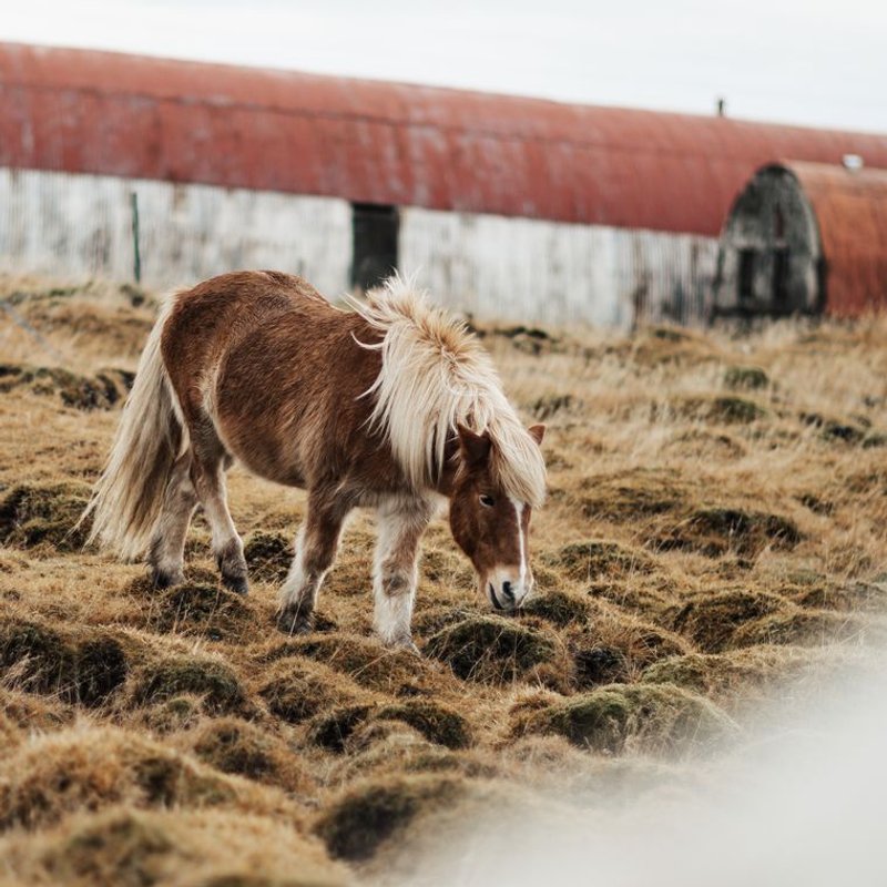 Cheval islandais - photo galerie 4