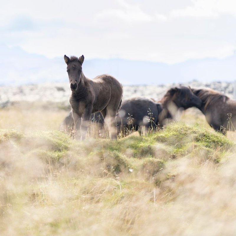 Cheval islandais - photo galerie 1