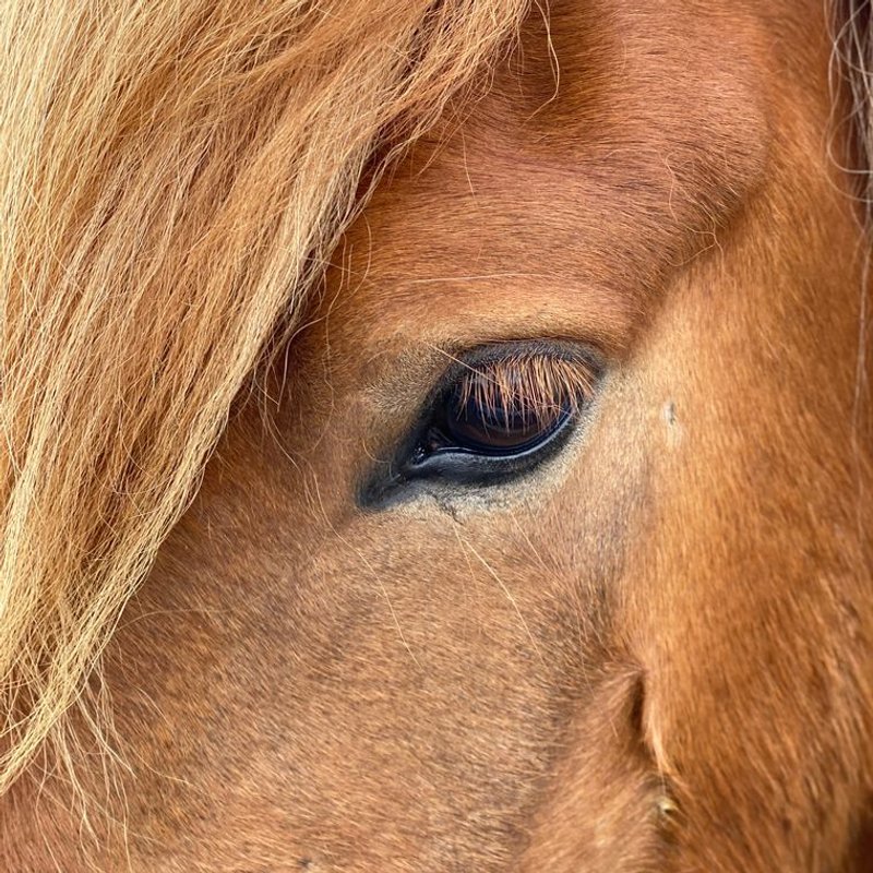 Cheval islandais - photo galerie 3