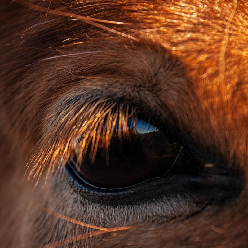Cheval islandais - photo galerie 2