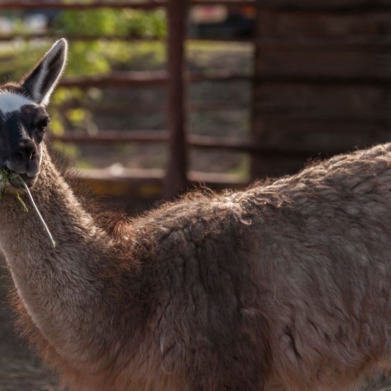 Lama - photo galerie 2