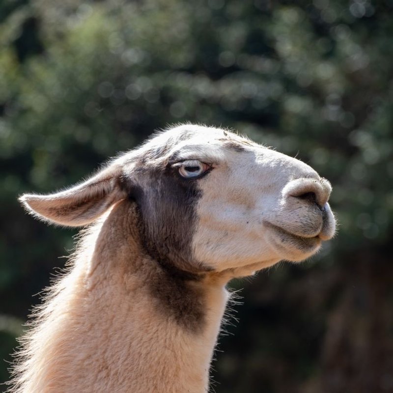 Lama - photo galerie 3