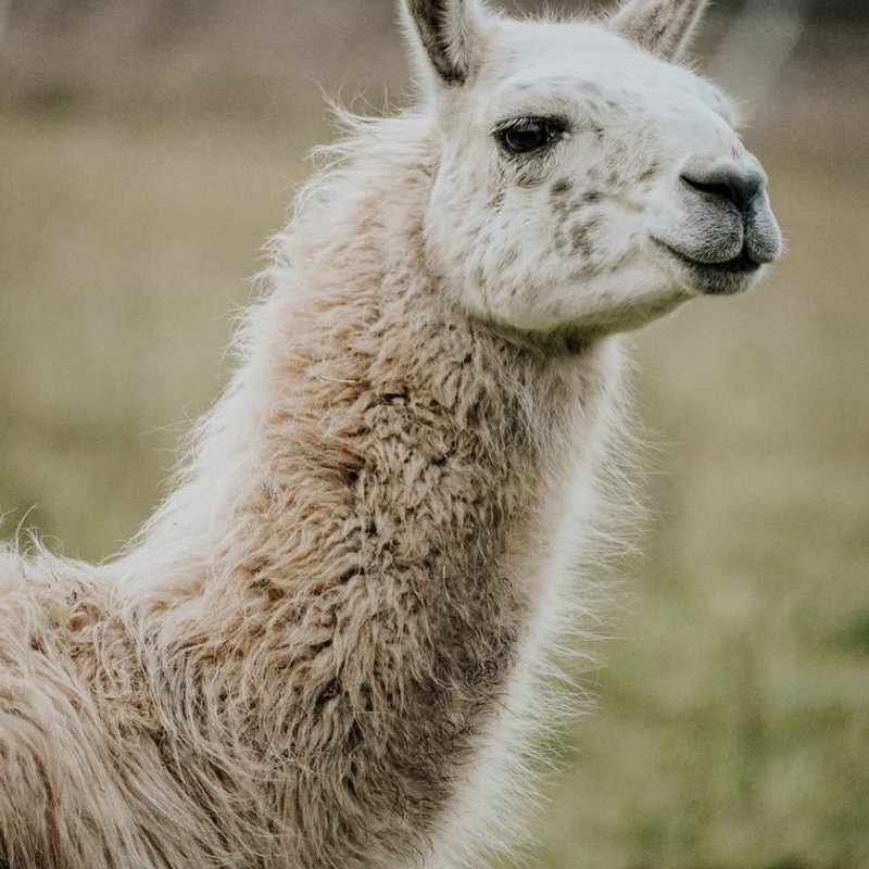 Lama - photo galerie 1
